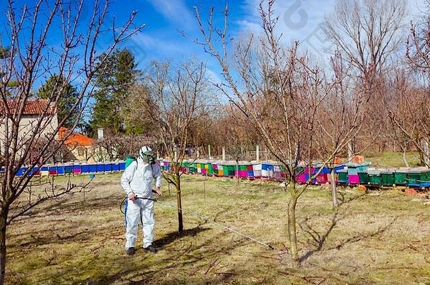 穿着防护服和防毒面具的农民在果园里用长喷雾器喷洒果树，用化学物质保护果树免受真菌病或病毒的侵害