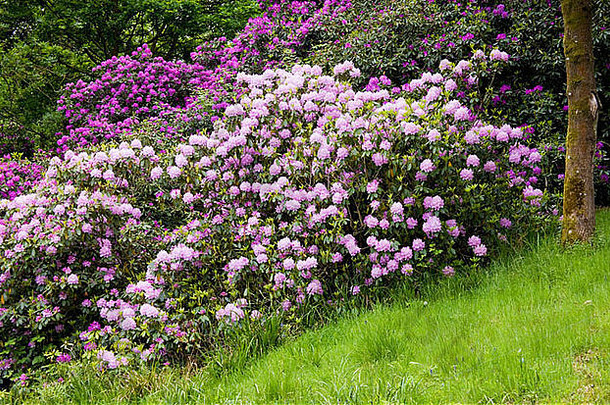 紫色的杜鹃灌木花博伍德房子杜鹃走切本哈姆威尔特郡英格兰