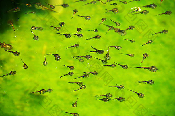 蝌蚪家族和绿色自然背景，在水中寻找食物