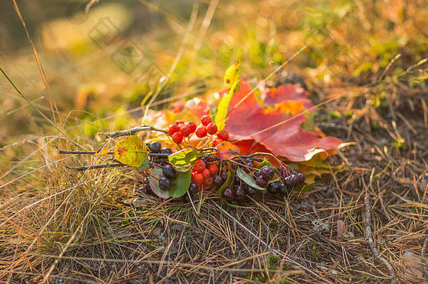 由鲜艳多色的秋天落叶和一种罗文浆果组成，树枝上有叶子，有红色成熟的浆果。隔离在草坪、草地上