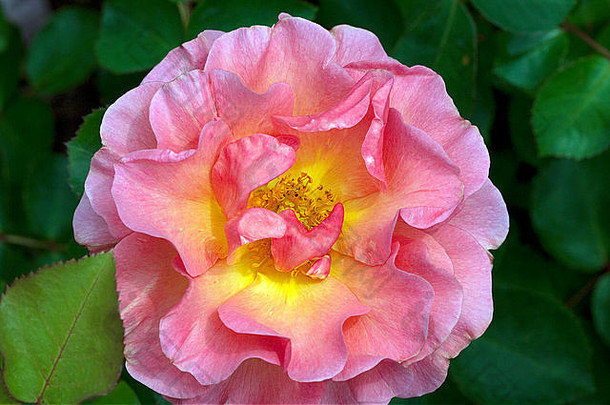 英国玫瑰，莉莲·奥斯汀