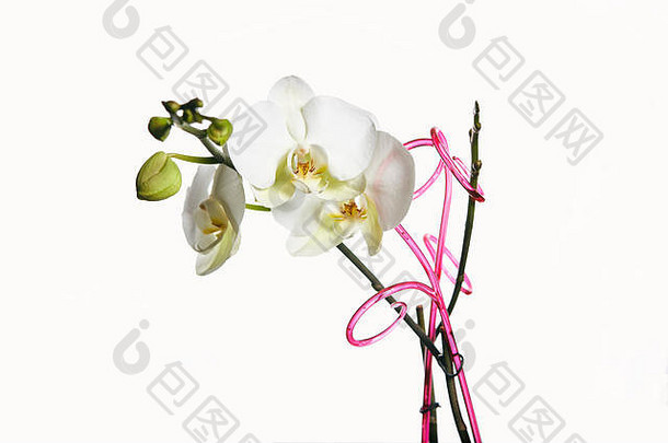 兰花花开花孤立的白色背景拷贝酶卡片设计