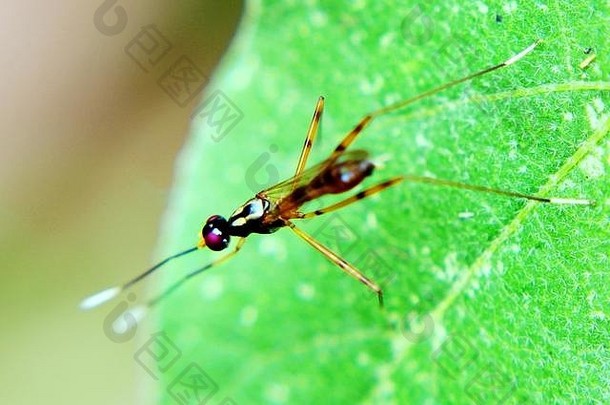 斯里兰卡一个家庭花园里，一只小飞虫——绿叶上的蚊子——的特写镜头