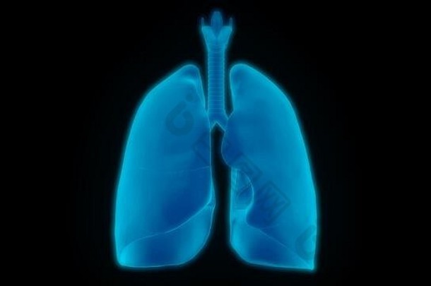 人类呼吸系统肺解剖学