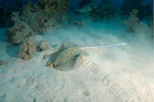 bluespottedribbontail雷蓝色的发现了埋伏在黄貂鱼较小的埋伏在雷礁雷蓝色的发现了环礁湖雷