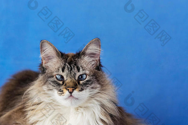 蓝眼睛、毛茸茸的白色和灰色猫科动物，长着长长的毛发，在蓝色背景下，直视摄像机，黄鼻子和<strong>尖耳朵</strong>