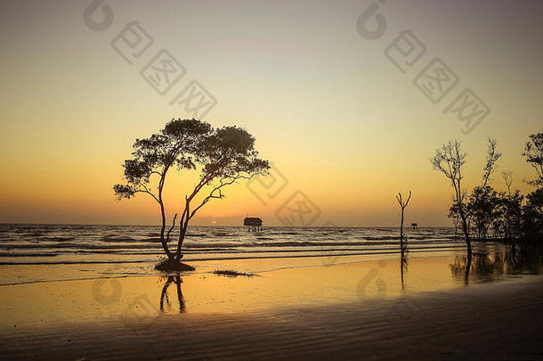 孤独树黄金时刻海滩抽象背景<strong>丹青</strong>海滩Go Cong越南旅游照片
