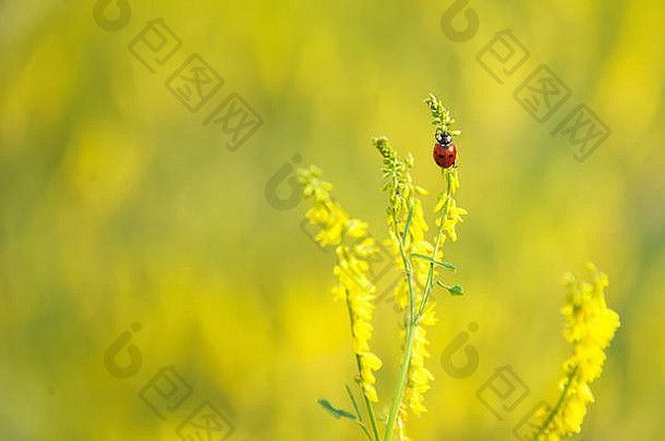 瓢虫坐在一个黄色的花高模糊的背景，空间。