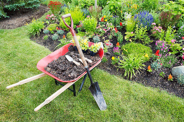 花园的工作正在进行，用一辆红色的手推车来美化花坛，手推车里装满了有机的盆栽土和鸡冠花幼苗