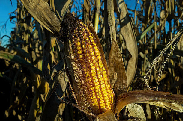 十月一个阳光明媚的日子里，金黄的阳光下，田野里的玉米正准备收割。