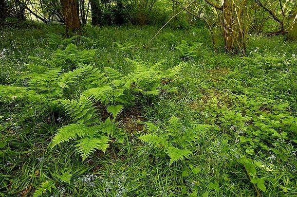 <strong>春</strong>天的阳光下，英国萨里郡，英国，欧洲，树林里的蕨类植物丛生，推着新的树冠