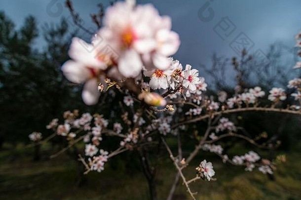 杏仁开花溢价图像找到壮观的花2月杏仁开花壮观的图片