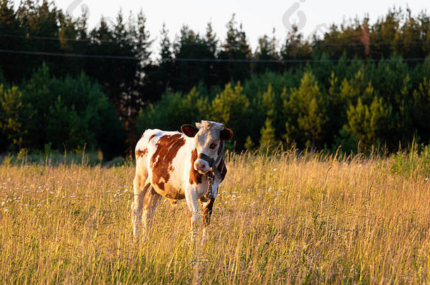 <strong>黄金时代</strong>，一头小牛站在俄罗斯的田野里。