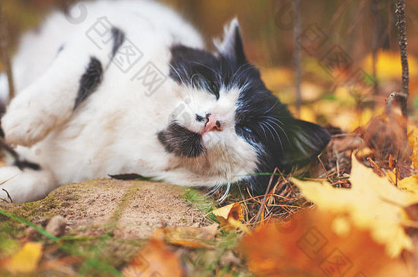 黑色的白色猫躺叶子秋天森林猫享受生活