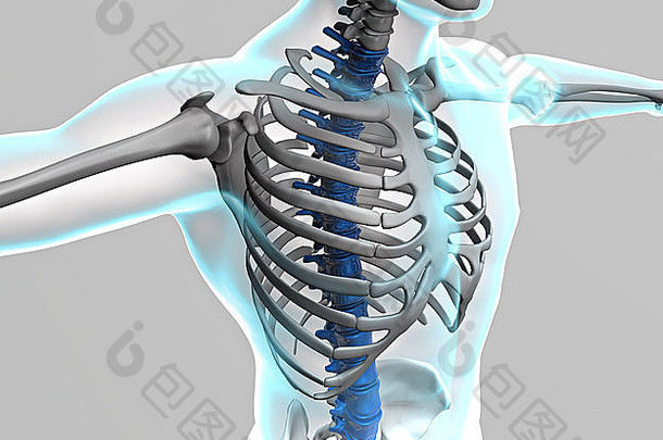 人体和骨骼的三维X射线