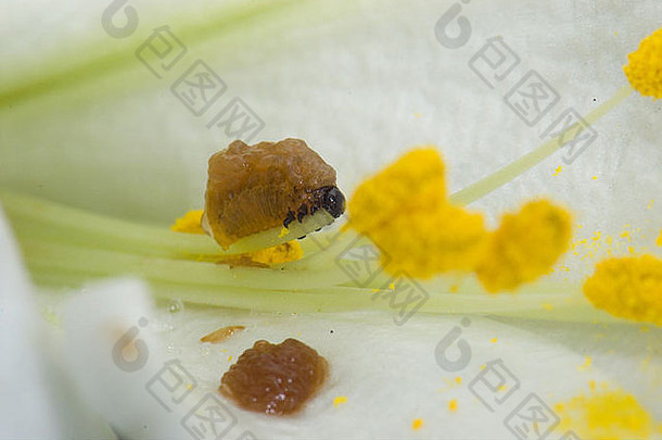 莉莉甲虫幼虫一点一点地吃花粉莉莉花棕色（的）虚伪的物质粪便阻止捕食者