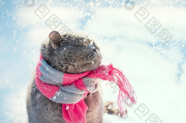 肖像蓝色的英国短毛猫猫针织围巾猫坐在在户外雪冬天降雪