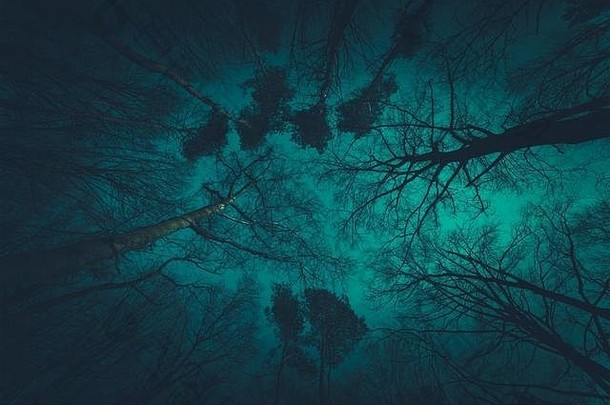 令人毛骨悚然的黑暗森林树冠自然照片背景