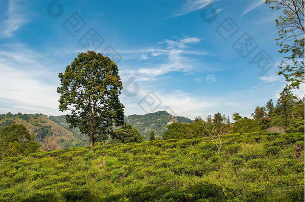 树景观产值种植园关闭亚当的峰斯里兰卡斯里兰卡