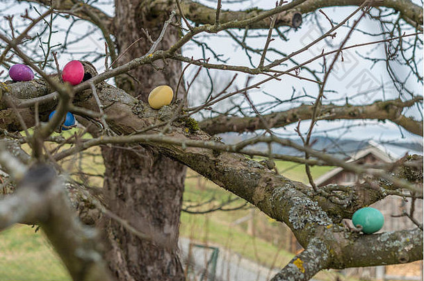 树上五颜六色的复活节彩蛋