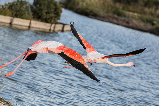 在法国拉卡马格湿地，粉红色的大火烈鸟在湖面上飞翔