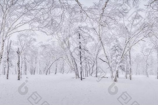 2019年冬季，中国北方哈尔滨的雪林中被冰雪覆盖的树木。