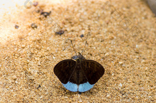 美丽的蓝翅蝴蝶降落在沙粒路上的一块石头上。