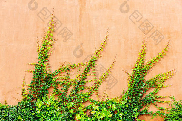 藤蔓覆盖的赤陶色墙壁的背景图片