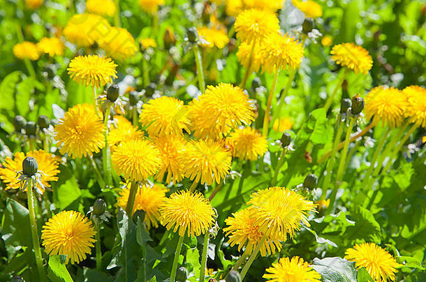 明亮的黄色蒲公英盛开，阳光下的欧洲春天草地