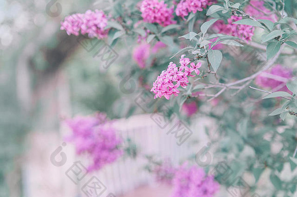 美丽的色彩斑斓的粉红色的紫色的淡紫色花绿色叶子模糊的背景散景健美的柔和的褪了色的复古的过滤器光泄漏软
