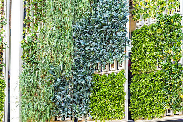 建筑植物日益增长的外观生态绿色生活城市城市环境概念