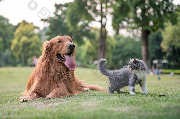 草地上的金毛猎犬和小猫