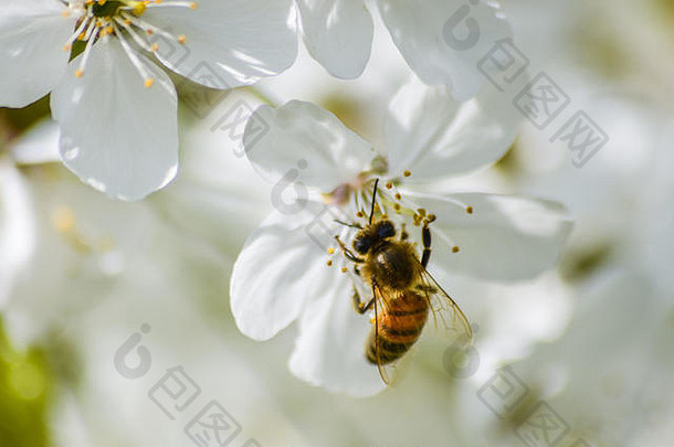 忙碌的蜜蜂在春天授<strong>粉樱花</strong>特写