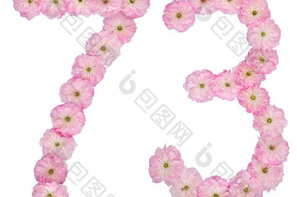 数字<strong>七</strong>十年自然粉红色的花杏仁树孤立的白色背景