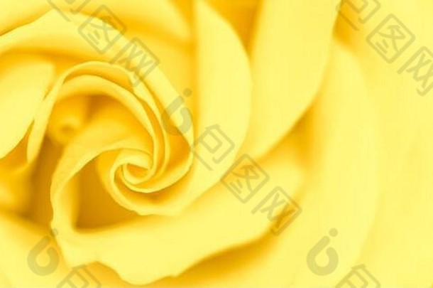 植物学概念，婚礼邀请卡-软焦点，抽象花卉背景，黄色玫瑰花。假日品牌设计的宏观花卉背景