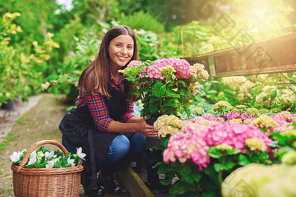 快乐的年轻园丁从一家商业苗圃的砧木中为她的花园挑选绣球花植物，她微笑着展示着他