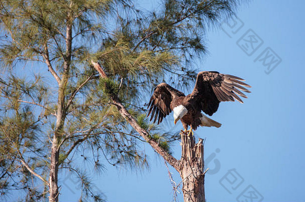 冬季，飞行的成年Haliaeetus leucocephalus离开它在佛罗里达州马可岛的巢穴。