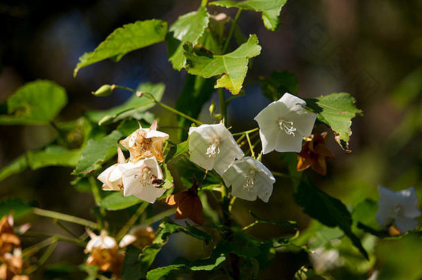 纤巧的悬挂着芳香的白色杯状装饰下垂的纳塔兰西董贝花纳塔兰西<strong>婚庆</strong>花，盛开于深秋。