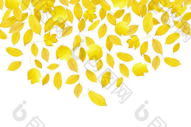 秋天落下的黄叶孤零零地落在白色的树上