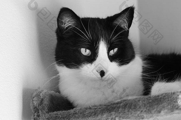 猫黑色的白色王牌
