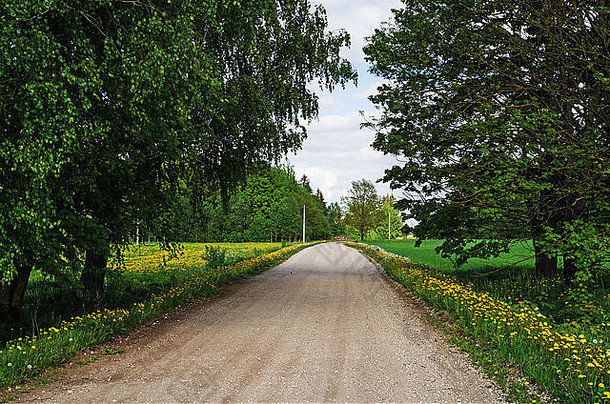 穿过长满蒲公英的春天田野的路。