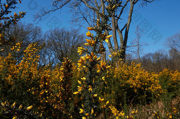 英国萨里，英国，英国，欧洲，英国风景和春天阳光中的黄色金雀花