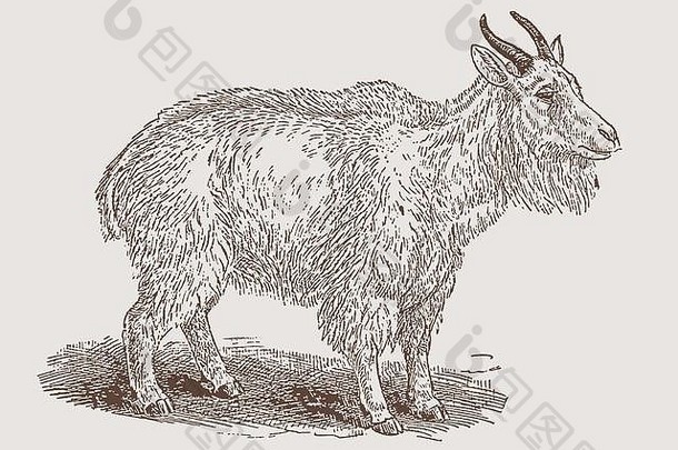侧视图中的落基山山羊（oreamnos americanus）。19世纪雕刻后的插图