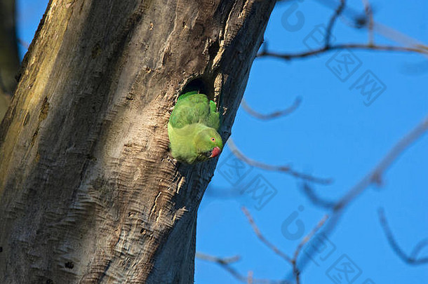 环颈长尾鹦鹉，玫瑰环长尾鹦鹉，克雷默，在树洞里，斯坦利公园，布莱克浦，兰开夏郡，英国。
