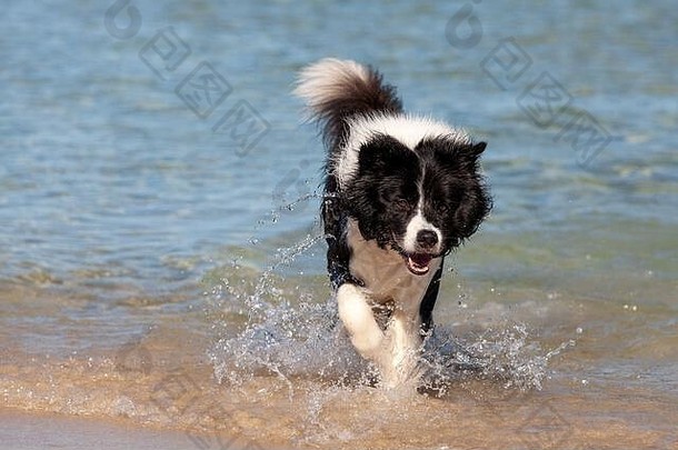 黑<strong>白边</strong>境牧羊犬在海滩的浅水中嬉戏。