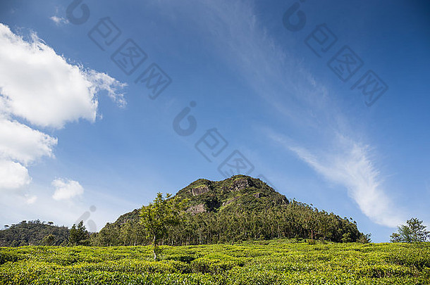 景观茶种植园社区努瓦拉埃利亚中央高地斯里兰卡斯里兰卡