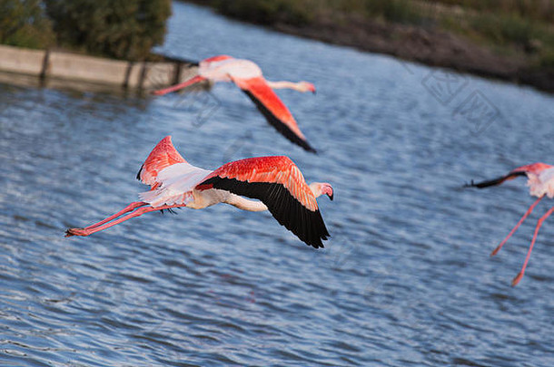 在法国拉卡马格湿地，粉红色的大火烈鸟在湖面上飞翔