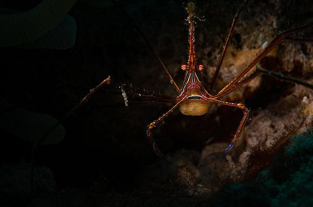 位于荷属安的列斯群岛博内尔的某个特殊潜水地点的黄线箭蟹（Stenorhyncus seticornis）