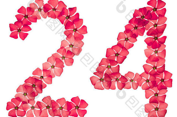 数字24，24，取自长春花的天然红花，在白色背景上分离