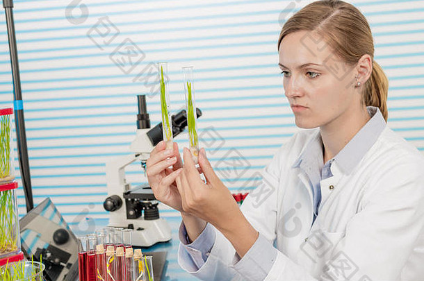 现代实验室中的绿色植物科学家。妇女在实验室研究转基因植物